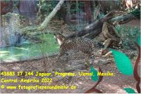 43883 17 144 Jaguar, Progreso, Uxmal, Mexiko, Central-Amerika 2022.jpg